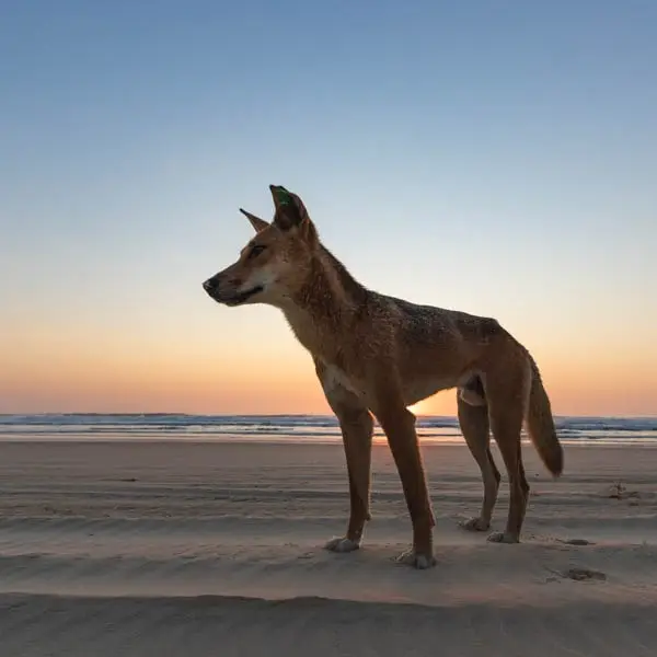 Fraser Island Destination Image | East Coast Tours Australia